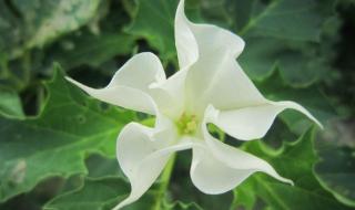 世界上最神奇的植物 世界上最神奇的植物